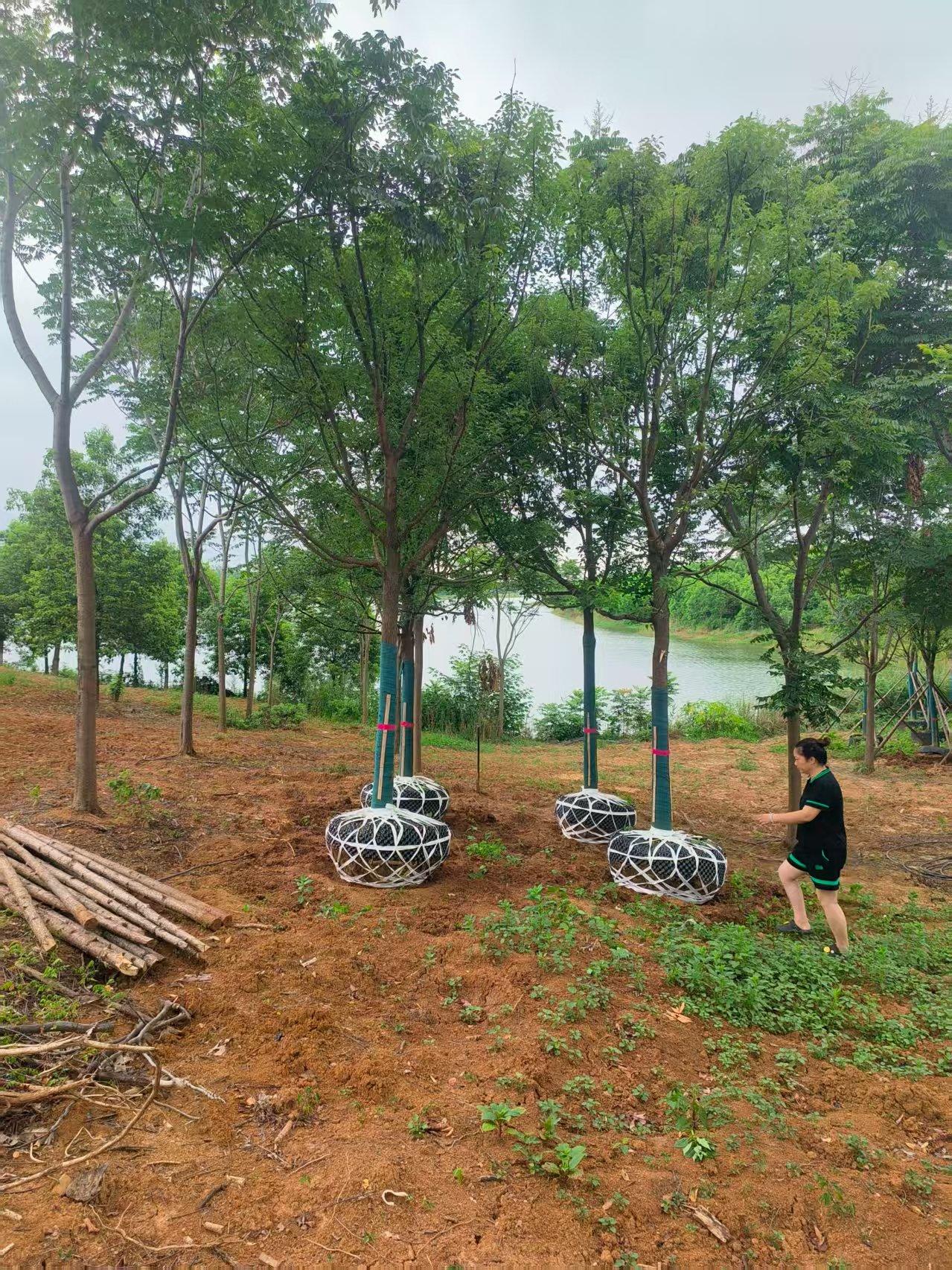 多杆香樟树培育基地