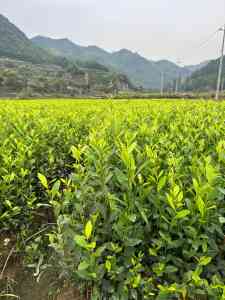 2026年新昌营养杯茶叶苗基地推荐:专业茶苗培育技术解析