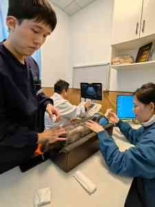2026年武汉宠物牙科店推荐:瑞派经十开动物诊疗专科解析