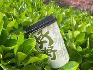 2026年欧标杯加工厂推荐:泰牛包装科技环保食品级纸杯源头厂家