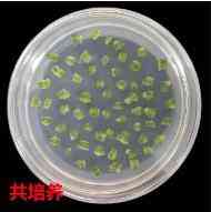 2026年BiFC技术服务优选:博瑞德生物科技专注遗传转化与蛋白互作解析