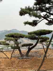 2026年山东庭院松基地推荐:军辉园林绿化造型松培育与工程应用解析