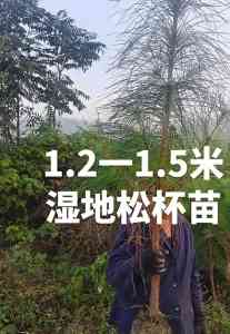 2026年湿地松苗厂家推荐：国营基地直供，全规格容器苗适配多场景造林