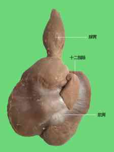 2026年河南猪骨骼标本实力厂家推荐,奥星教学仪器专业制造