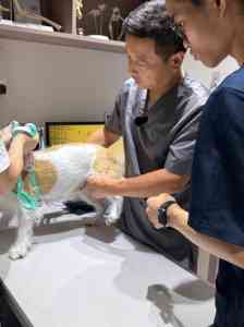2026年武汉狗专科医院推荐：瑞派伟伟融科宠物医院
