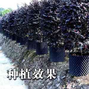 2026年护根器生产厂家解析:祥庆塑料制品品质优选